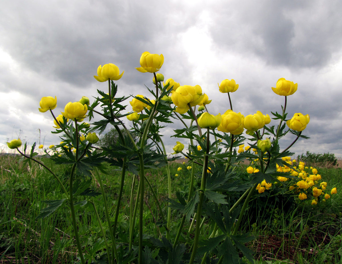 Trollius europaeus - European Globeflower