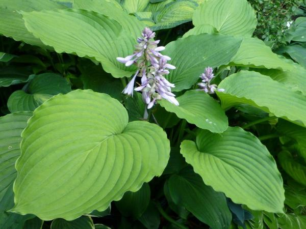 Hosta 'Osiris Louis Cyr'