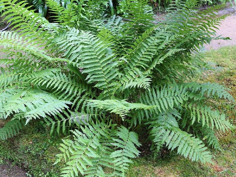 Osmonde cannelle - Osmunda cinnamomea - Fougère