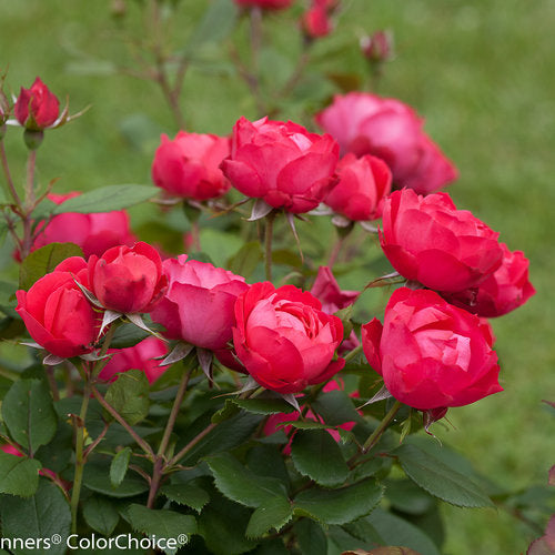 Rosa Oso Easy Double Red