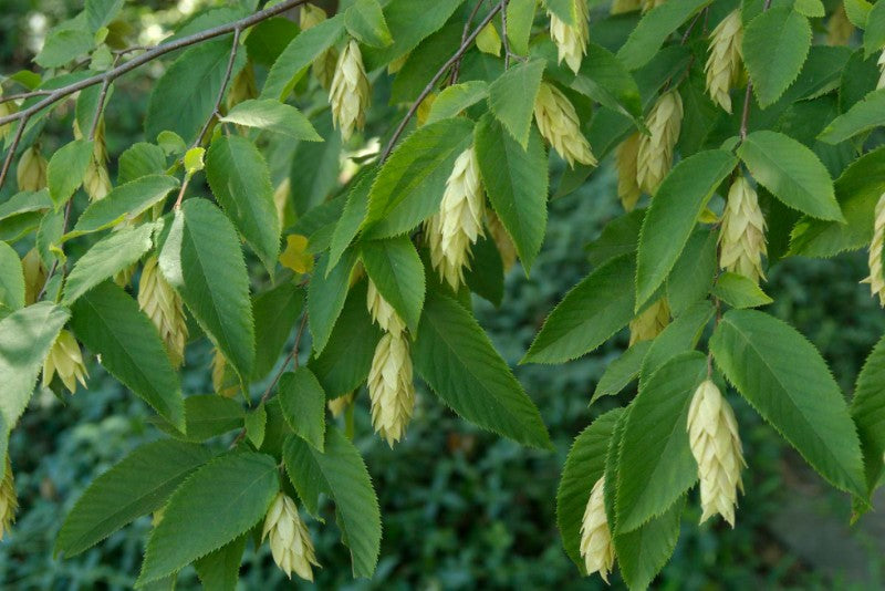 Ostrya Virginiana
