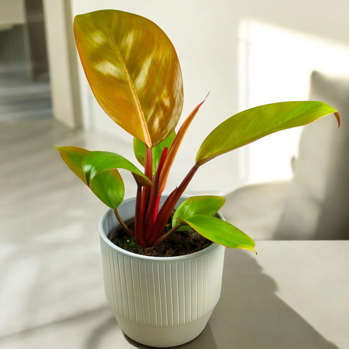 Philodendron Mars