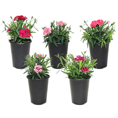 Dianthus assortis