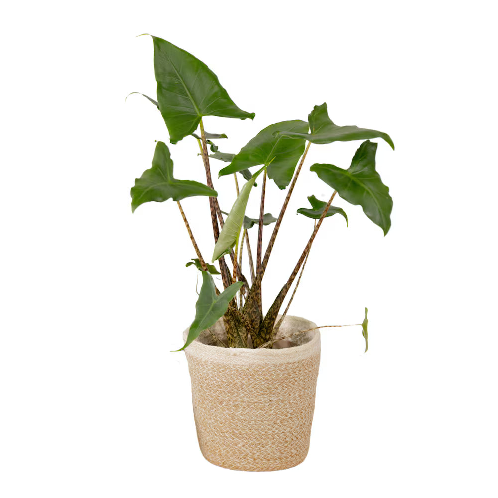 Alocasia Jungle Music