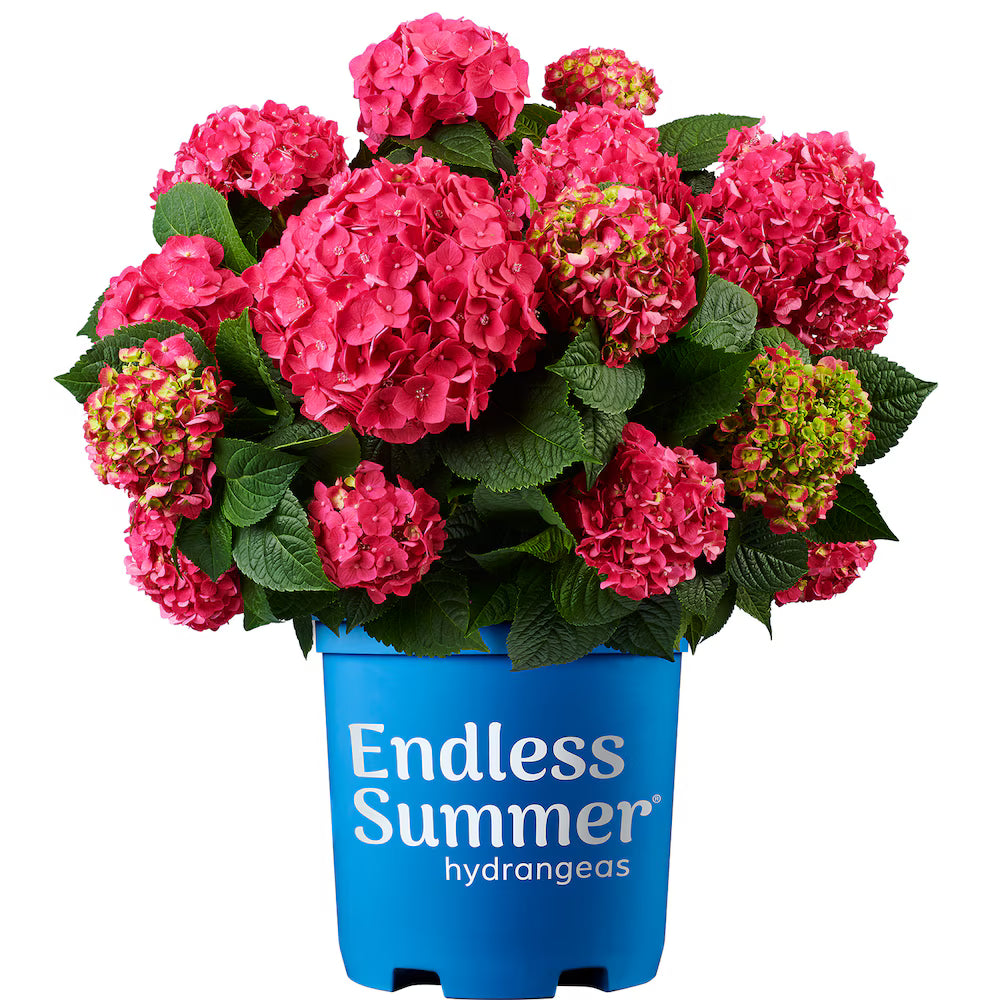Hydrangea macrophylla 'Endless Summer Crush' - Hortensia