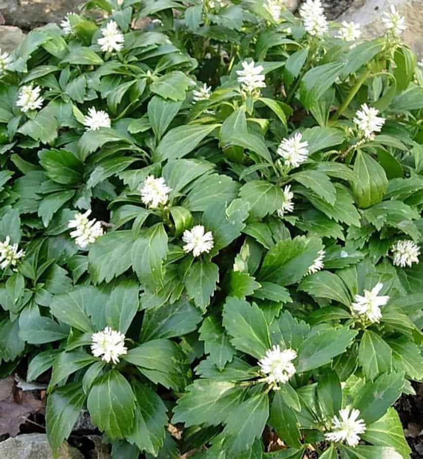Pachysandra terminalis