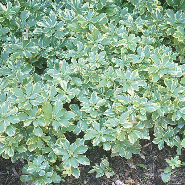 Pachysandra terminalis 'Silveredge'