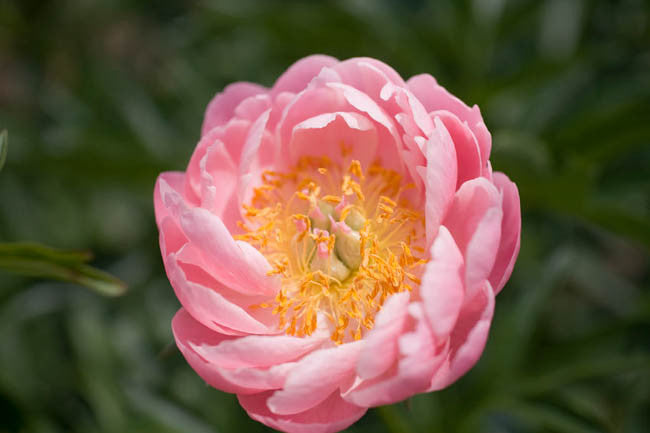 Paeonia Lactiflora Abalone Pearl - Pivoine