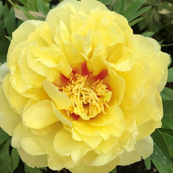 Paeonia itoh 'Bartzella'