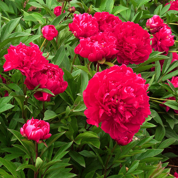 Paeonia 'Karl Rosenfield' - pivoine
