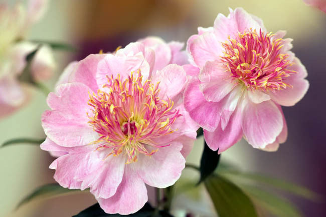 Paeonia 'Do Tell'