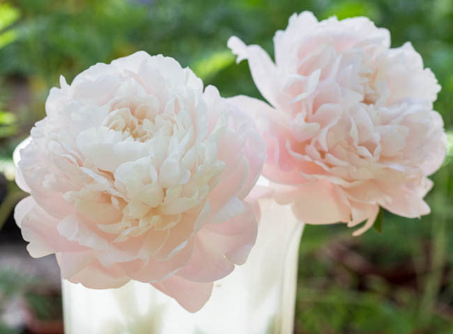 Paeonia lactiflora 'Mother's Choice' - Peony