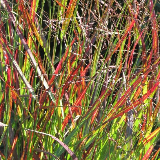 Panicum 'Shenandoah' - Graminée