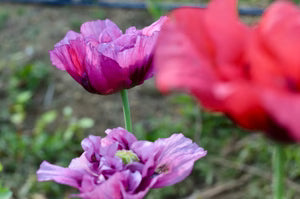 Seeds - Peony Poppy - Portage Seeds