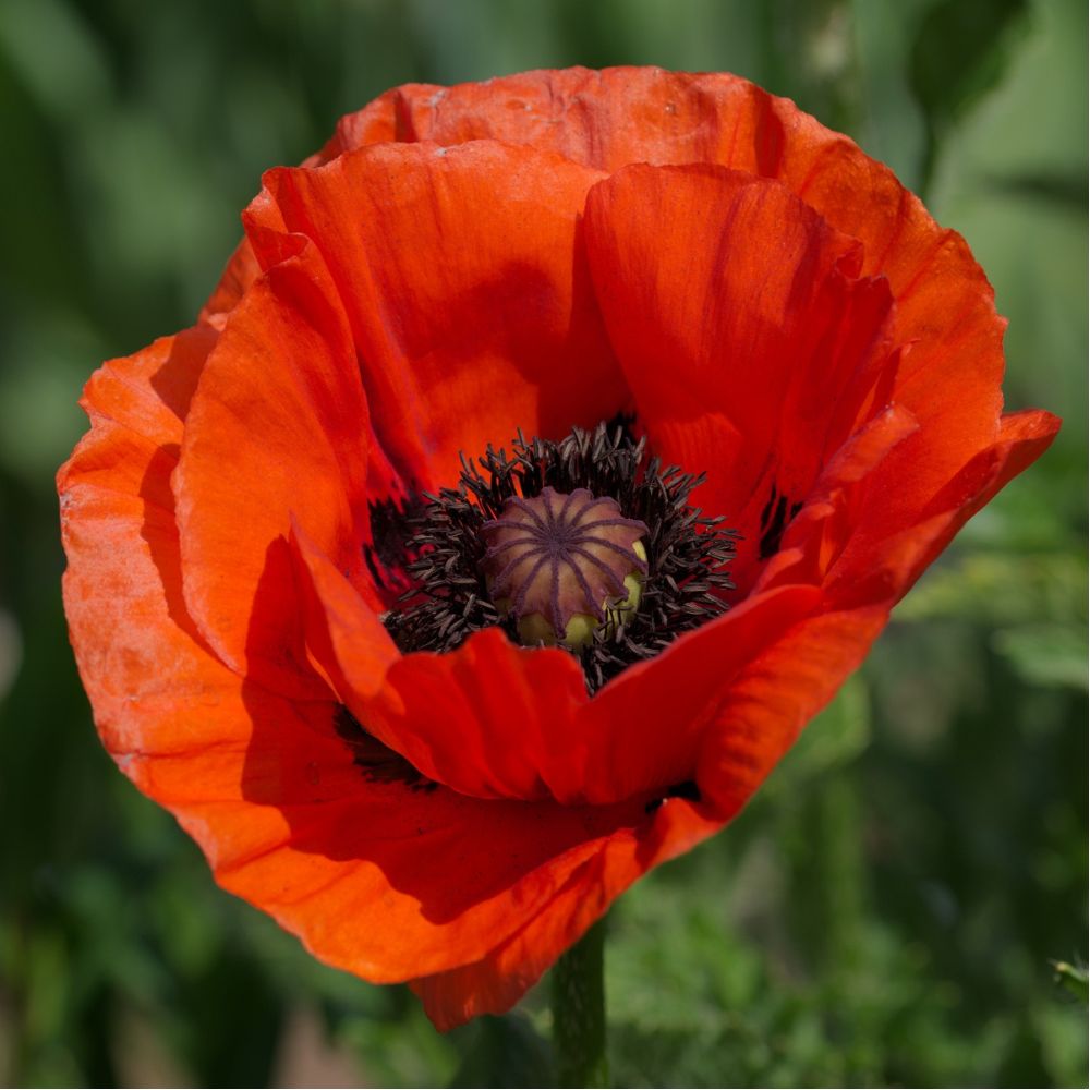 Papaver orientale 'Allegro'