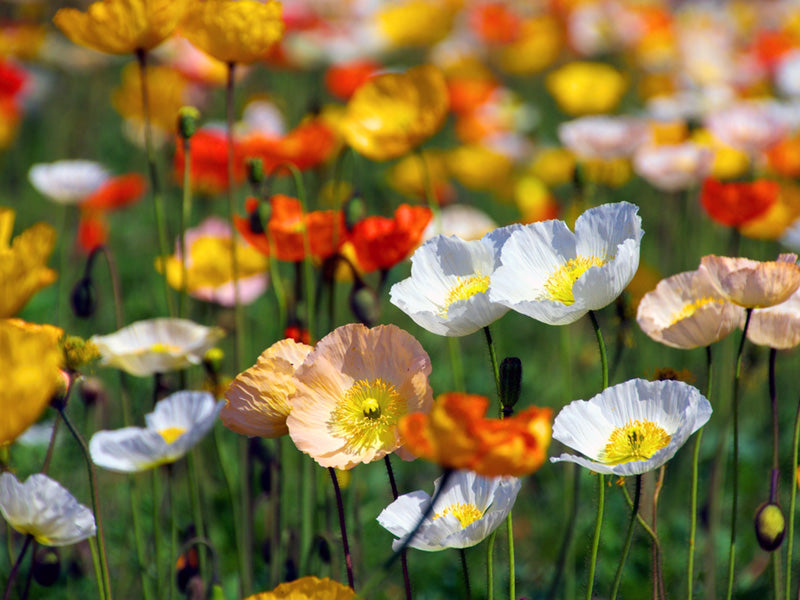 Papaver nudicaule 'Spring Fever® Mix' – FleurExcel Inc.