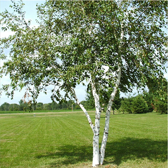 Betula Papyrifera - bouleau à papier