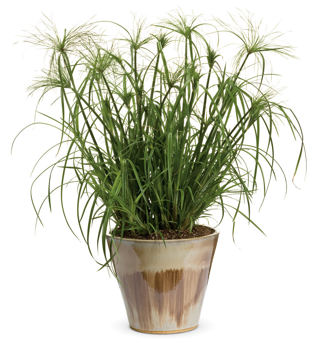 Cyperus Kingtut