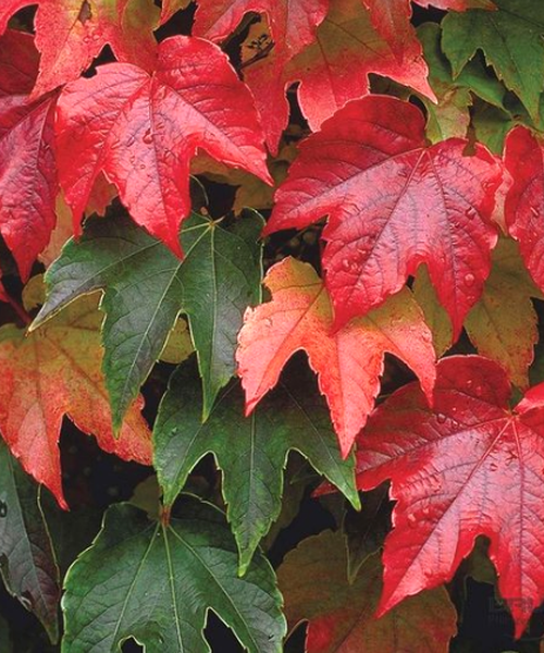 Parthenocissus tricuspidata Veitchii