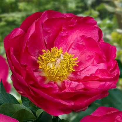 Paeonia lactiflora 'Paula  Fay' - pivoine