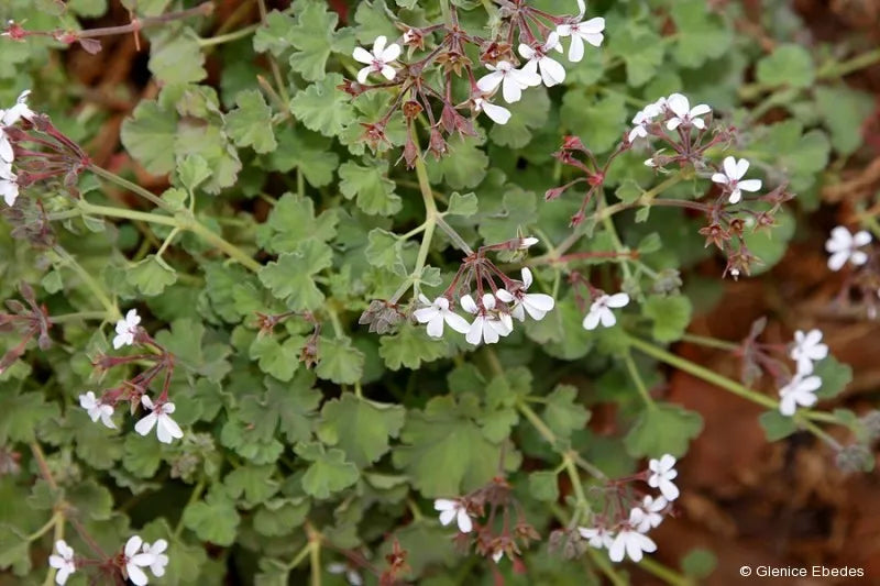 Geranium noix muscade en pot (pin-muscade – Pelargonium x fragrans)