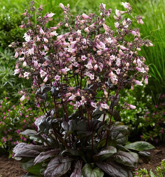 Penstemon 'Dark Towers'