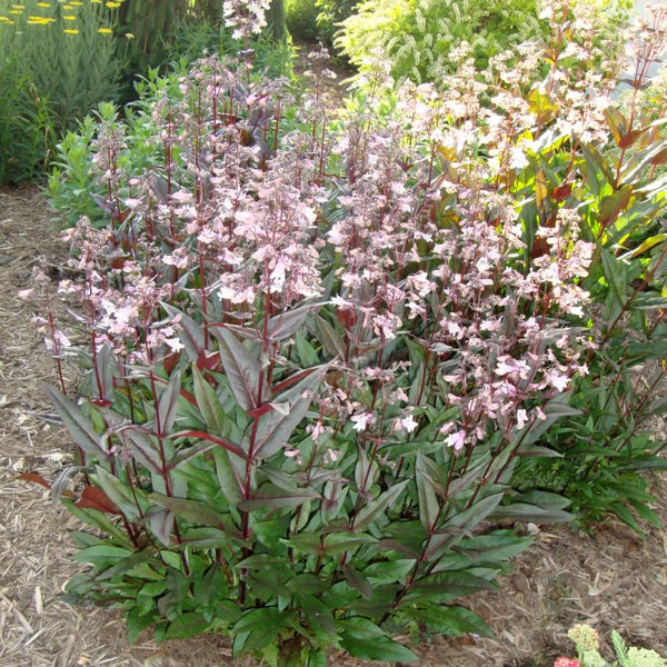 Penstemon 'Husker Red' - Pénstémone à barbe