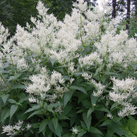 Persicaria polymorpha