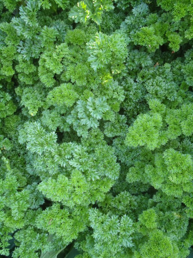 Sachet de semence - Persil frisé – Le Potager ornemental de Catherine