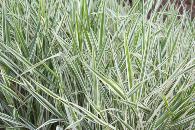 Ribbon grass (Phalaris arundinacea)