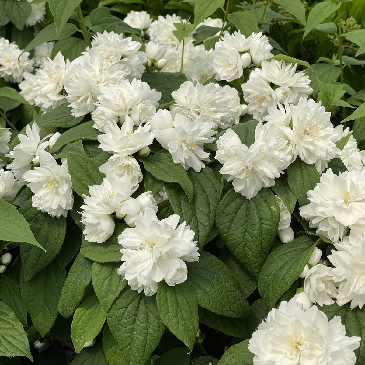 Philadelphus 'Illuminati Spice'