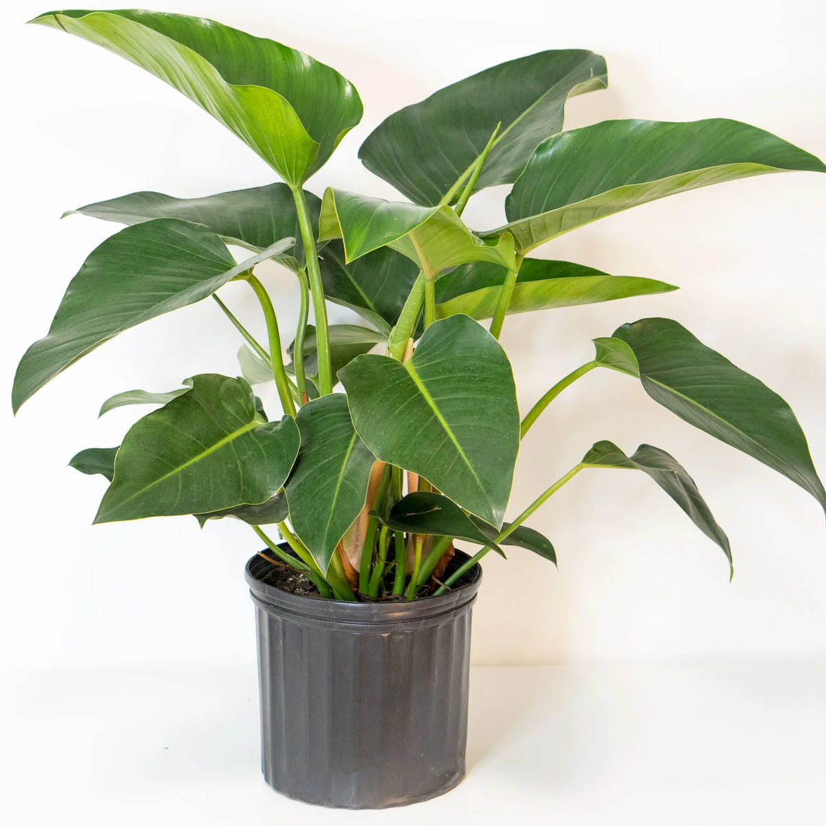 culture du philodendron congo feuilles Philodendron Green Congo – FleurExcel Inc