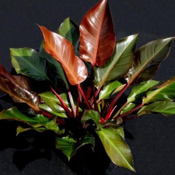 Philodendron 'Autumn'