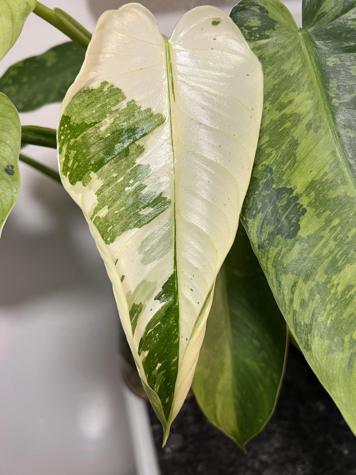 Philodendron 'Jose Bueno' - 'Variegated' (High Variegation)