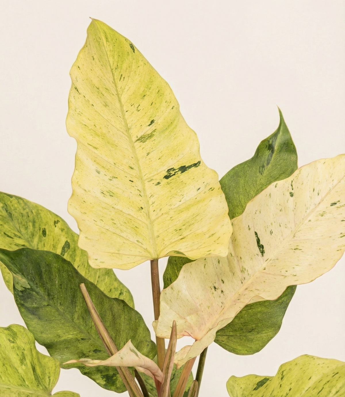 Philodendron Snowdrift
