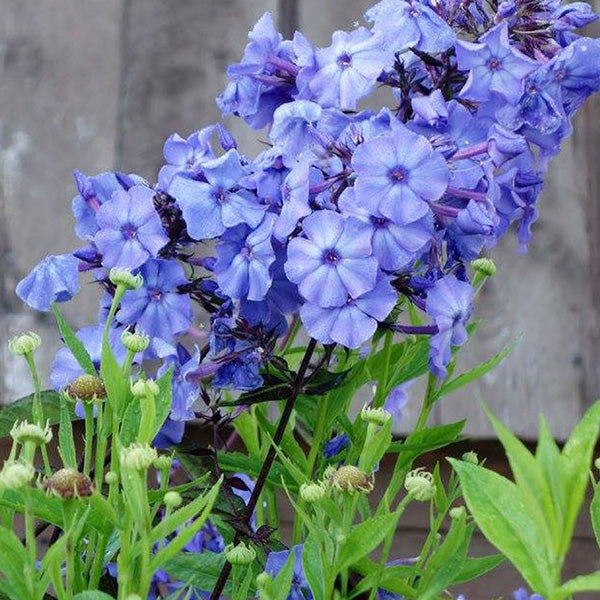 Phlox paniculata 'Blue Paradise' - Phlox vivace