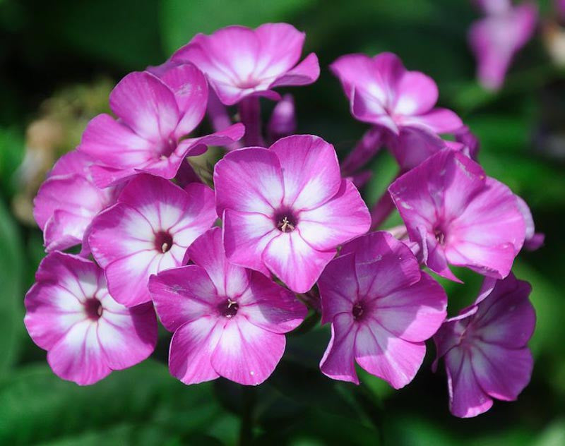 Phlox paniculata 'Flame Purple' - Phlox vivace