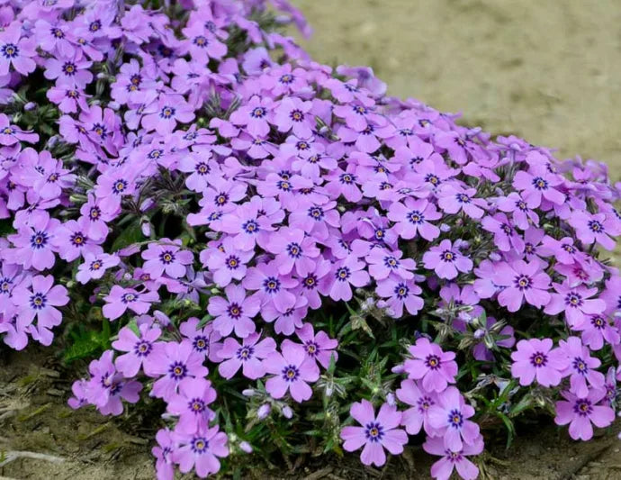 Phlox subulata 'Eye Shadow'