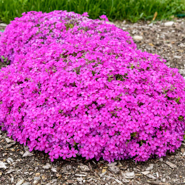 Phlox subulata 'Emerald Pink'