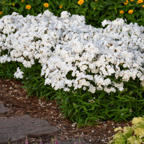 Phlox paniculata 'Opening Act White'