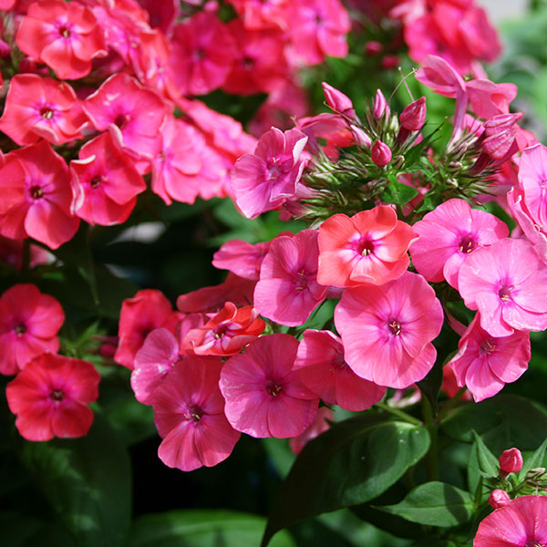 Phlox paniculata 'Flame Red' - Phlox vivace