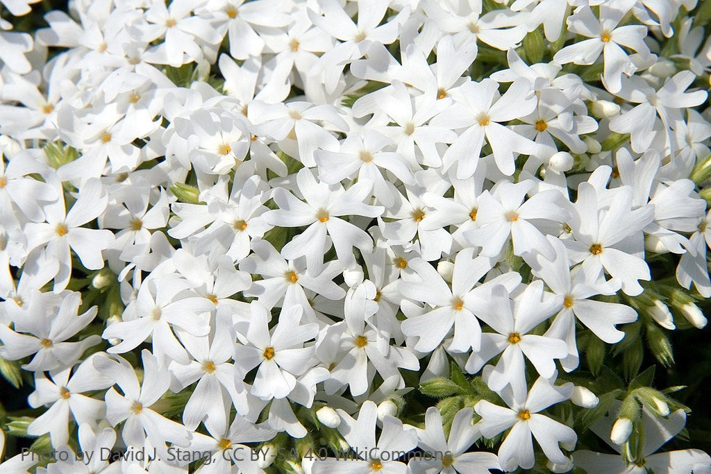 Phlox subulata White Delight