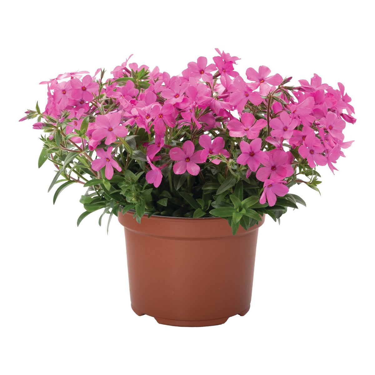 Phlox Woodlander™ 'Pink' - Phlox rampant