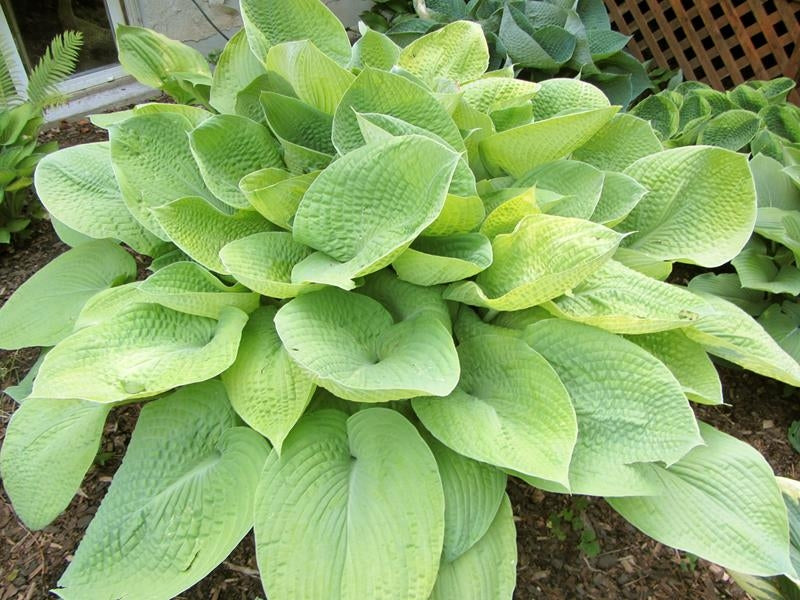 HOSTA 'August Moon'