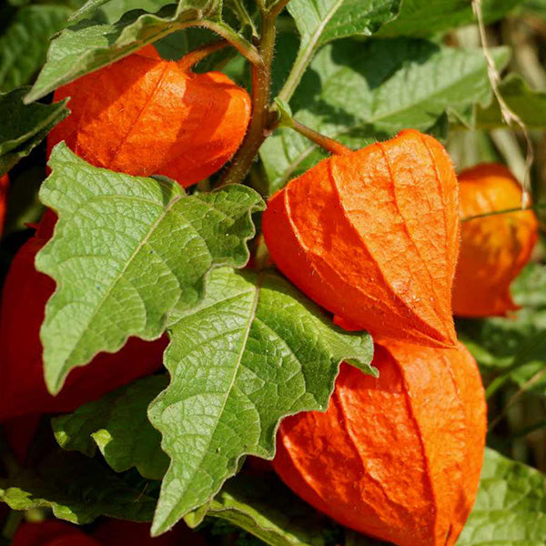 PHYSALIS alkekengi var. franchetii 'Zwerg'