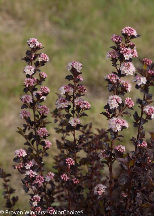 Physocarpus Tiny Wine