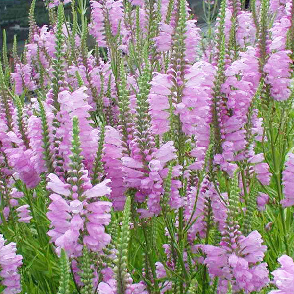 Physostegia Virgiana Bouquet rose