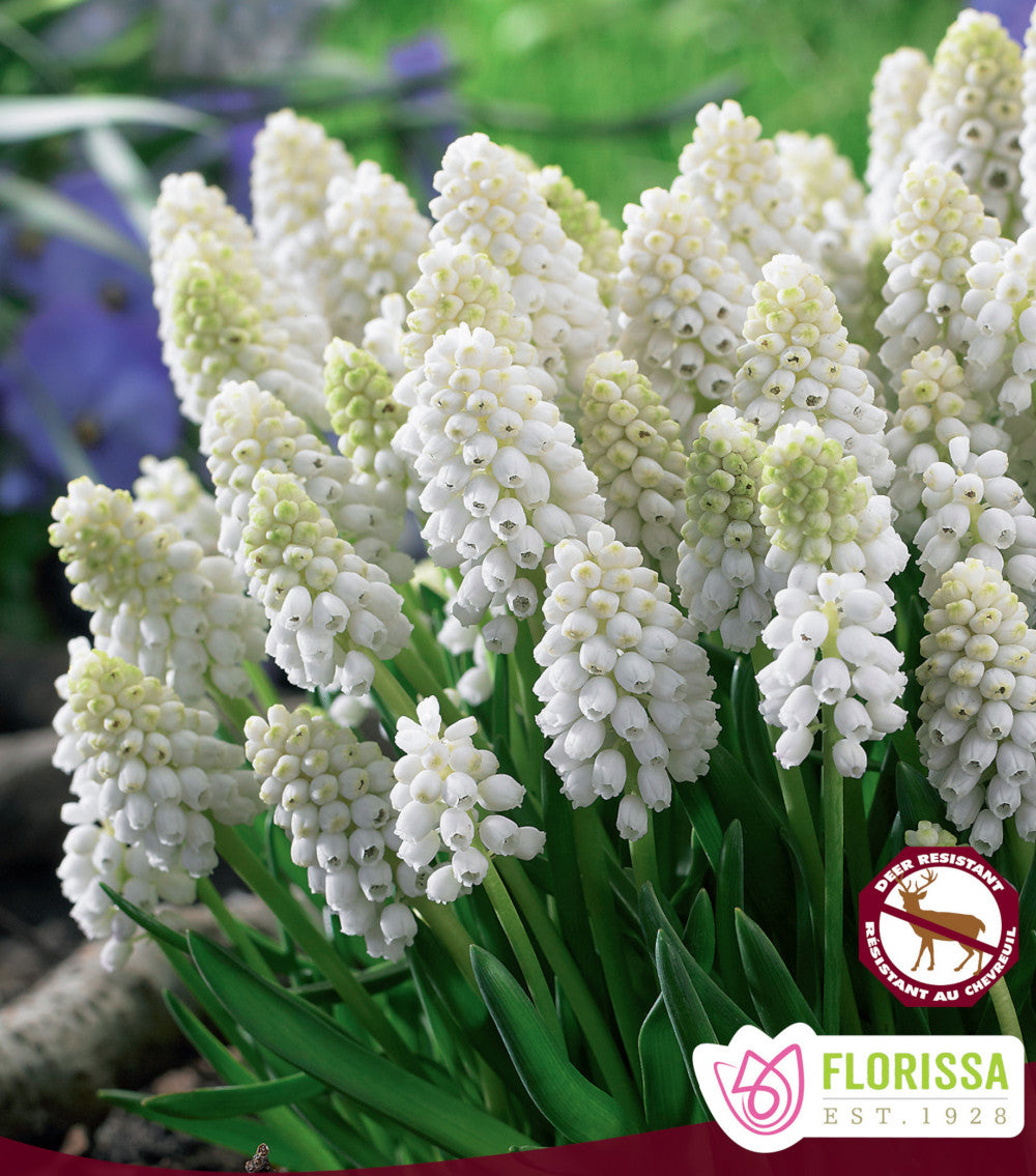 bulbe d'automne - muscari white magic