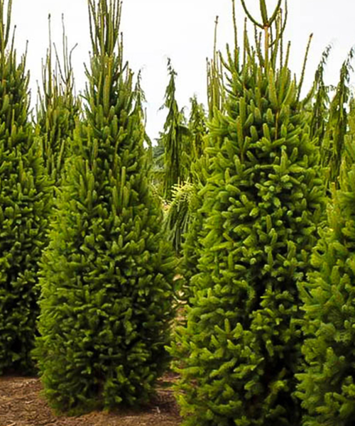Picea abies Cupressina