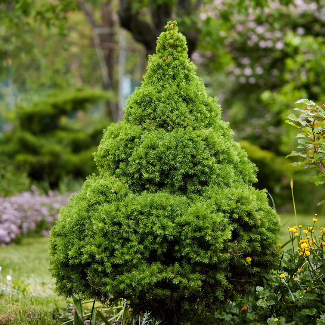 Picea glauca 'Albertiana  Conica'